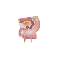 MEDintim Display Prostata